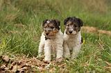 FOX TERRIER 547